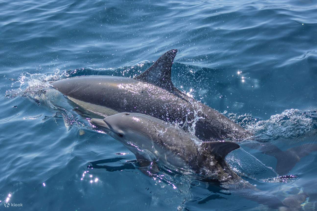 Crucero Safari de Ballenas y Delfines en Auckland