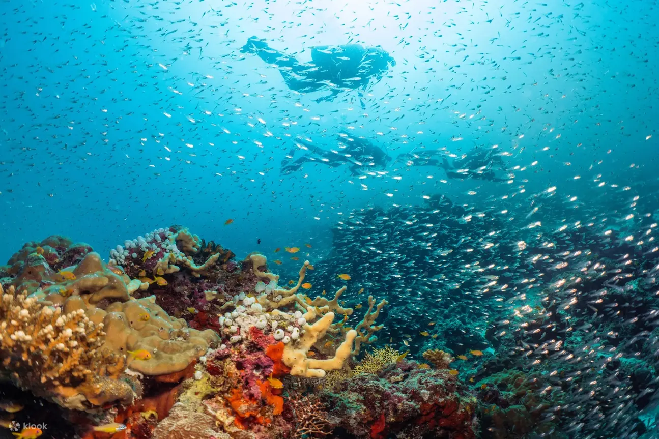 在令人兴奋的开放水域潜水课程中探索 Baa Atoll 充满活力的海洋生物