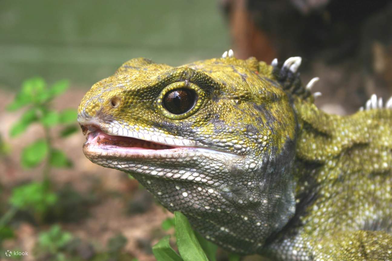 Vé Trung Tâm Động Vật Hoang Dã West Coast