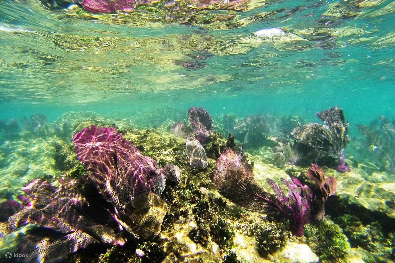 Isla Mujeres All Inclusive Private Tour from Cancun - Klook, Vereinigte ...