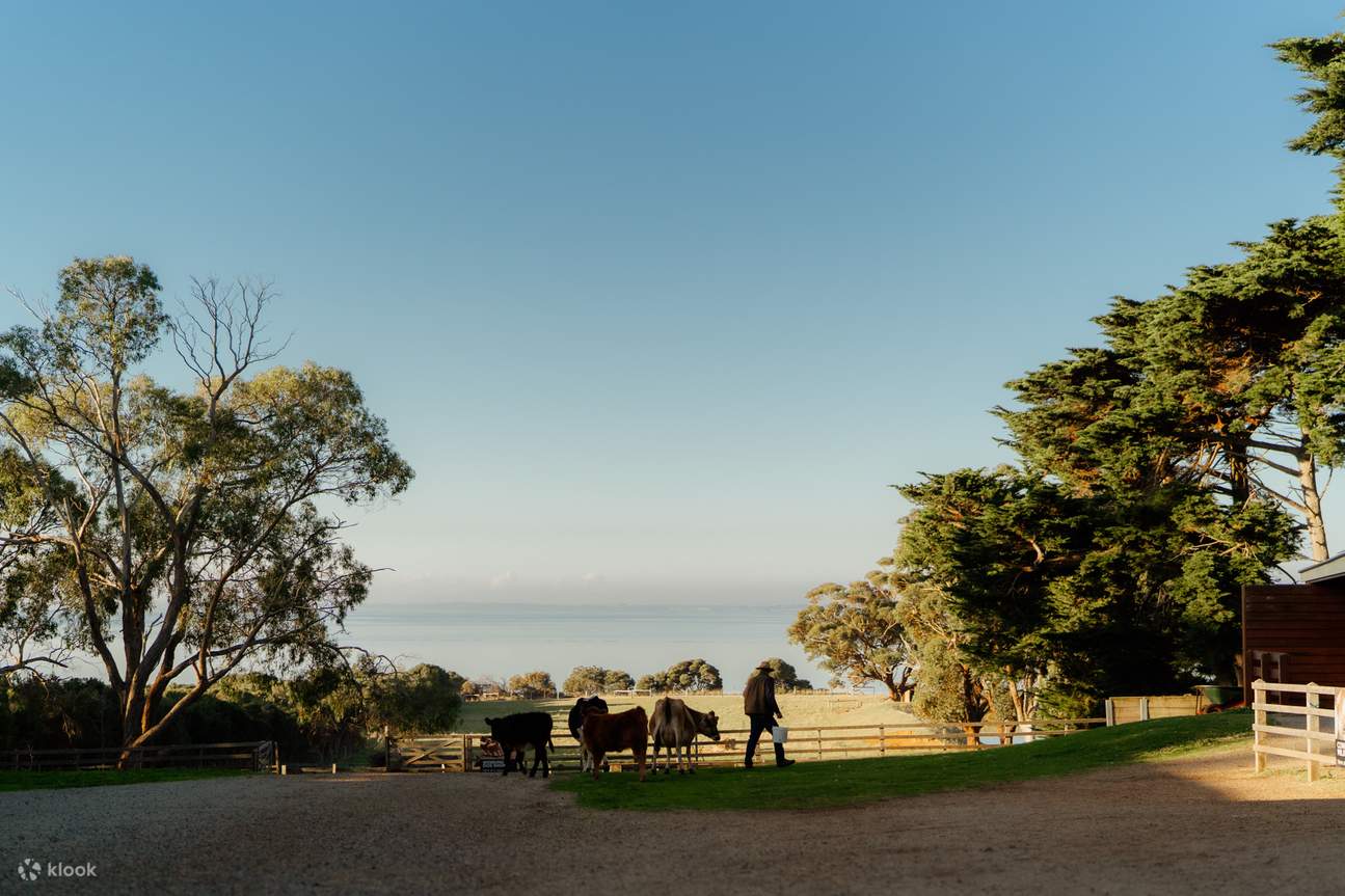 Vé Tham Quan Đảo Churchill ở Đảo Phillip