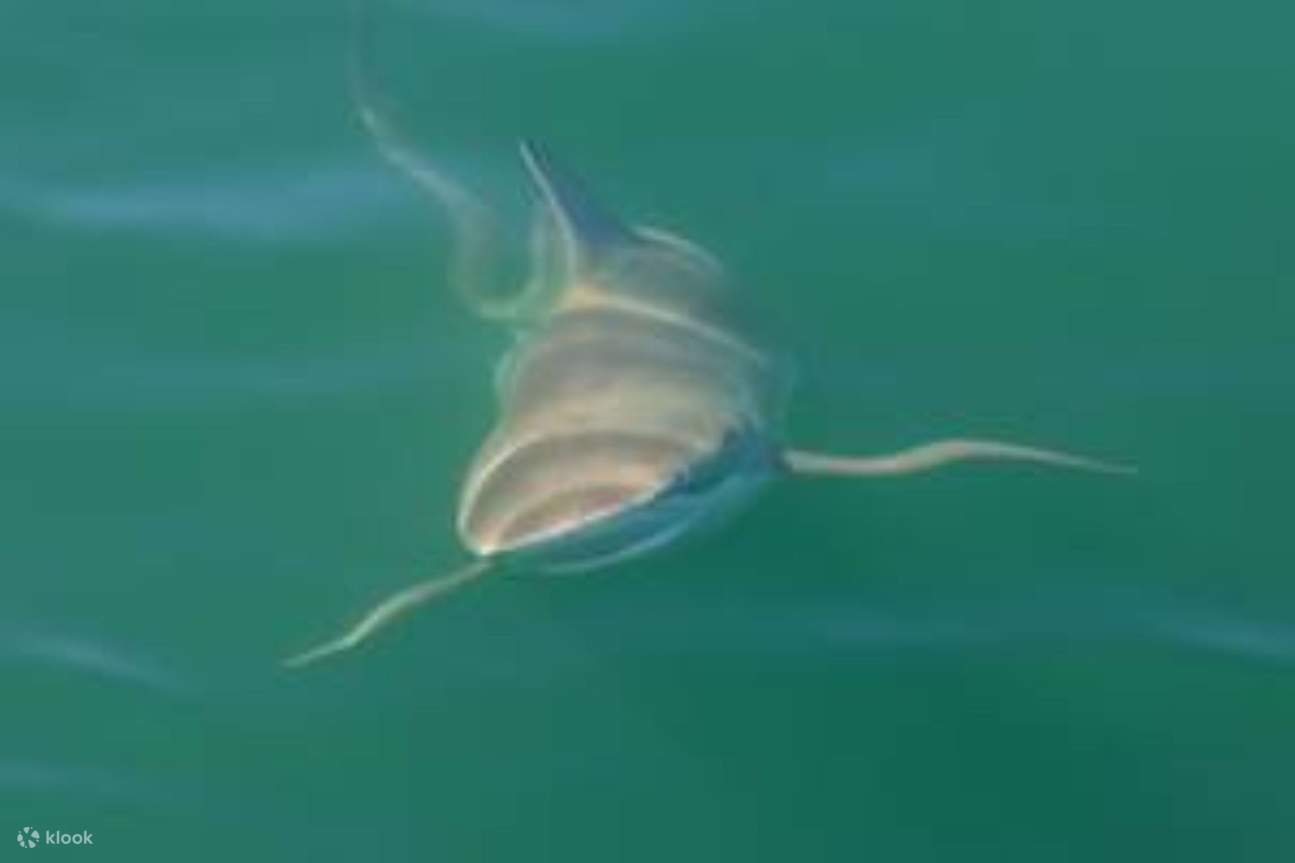 Immersioni in gabbia con gli squali a Città del Capo