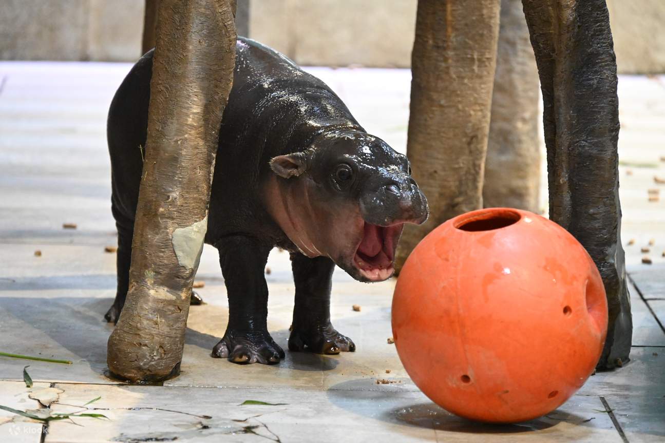 บัตรเข้าชมพิพิธภัณฑ์สัตว์น้ำอินเตอร์แอคทีฟนิฟุเรรุ