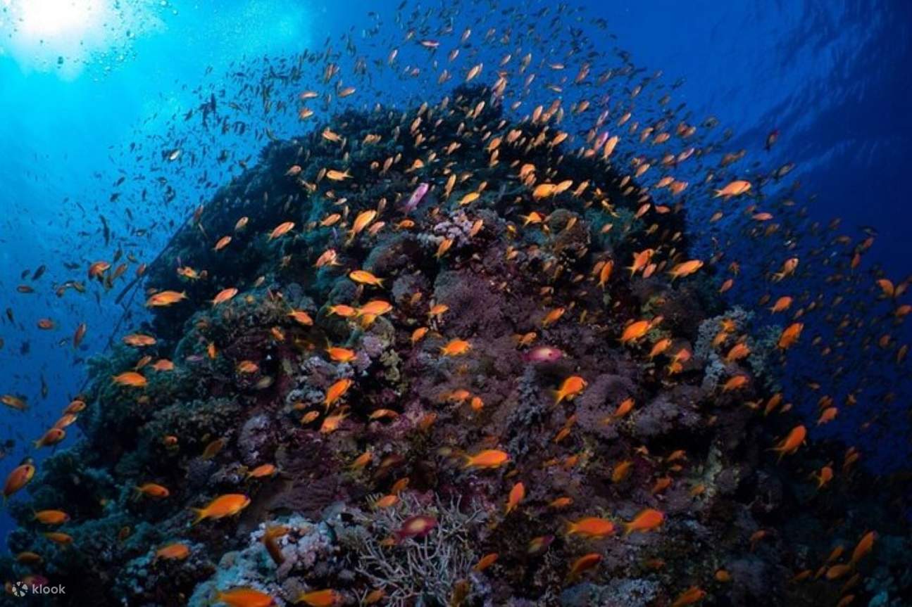 Korallengärten: Ganztägiger Schnorchelausflug mit Mittagessen – Marsa Alam