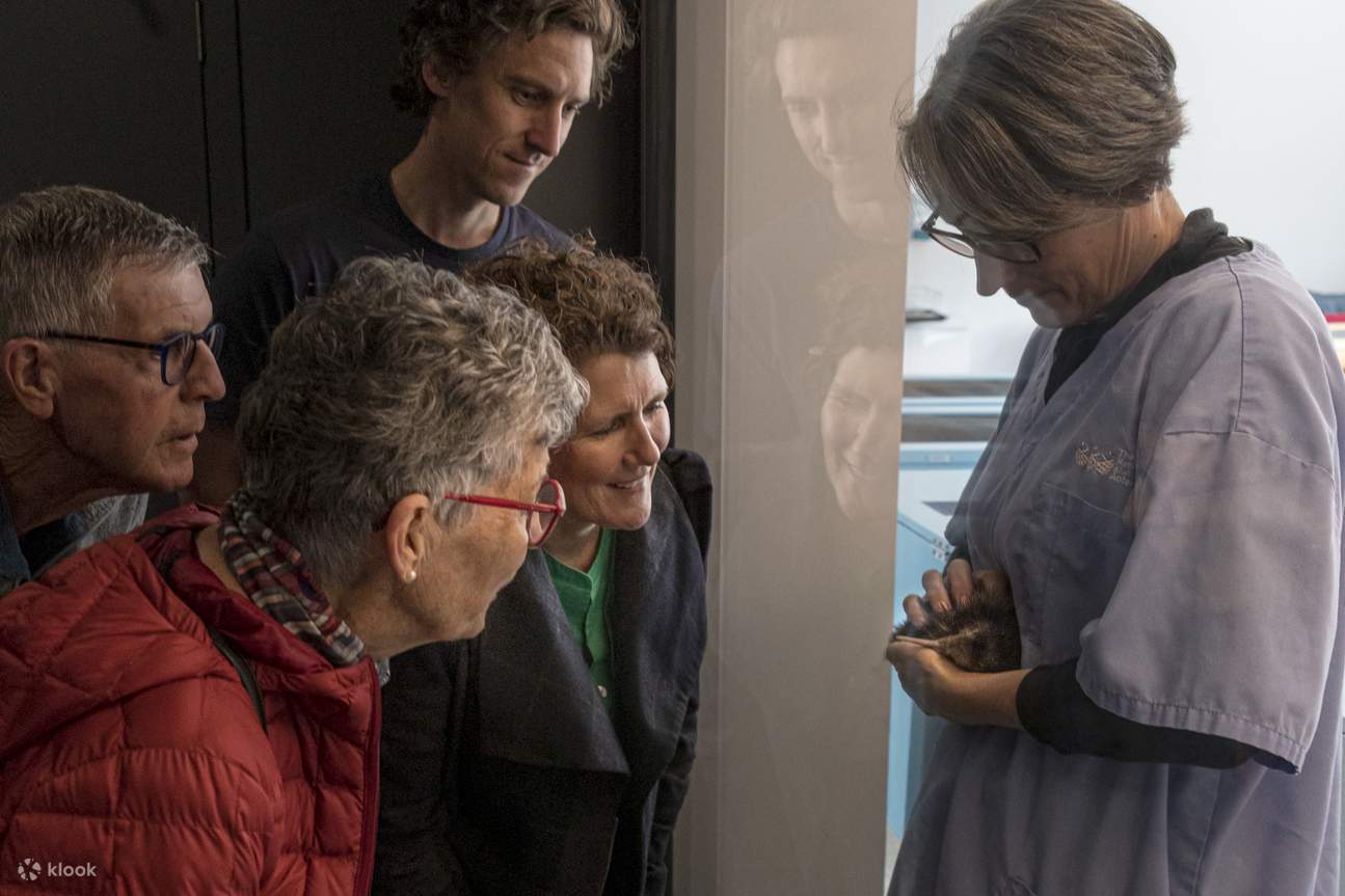 National Kiwi Hatchery - Tour alla Scoperta dei Kiwi