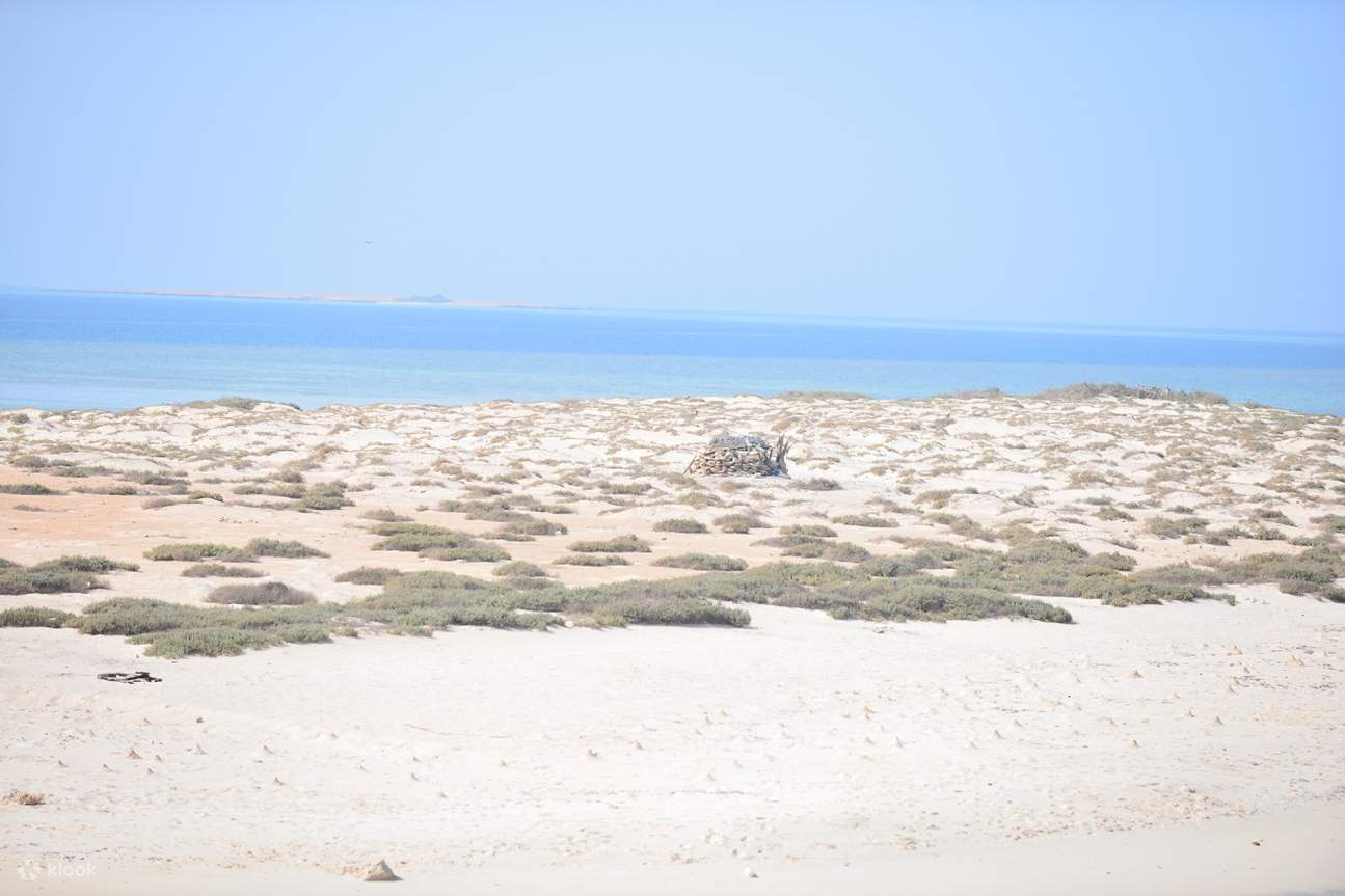 ทริปดำน้ำตื้นที่ Marsa Mubarak พร้อมบริการรับส่งและอาหารกลางวัน – Marsa Alam