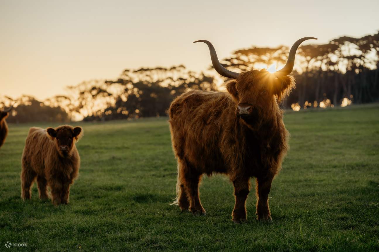 Vé Tham Quan Đảo Churchill ở Đảo Phillip