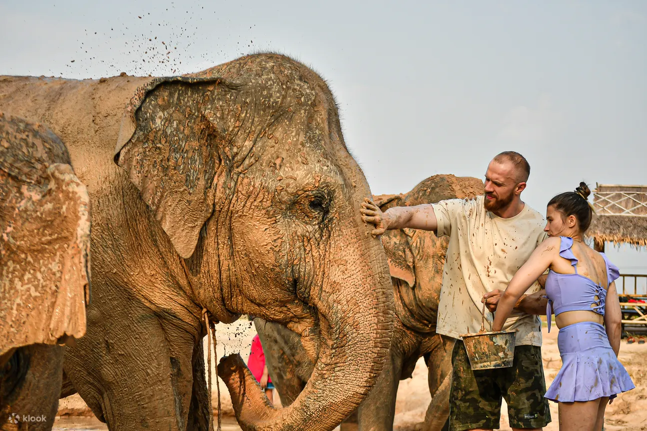 Experience elephant nature