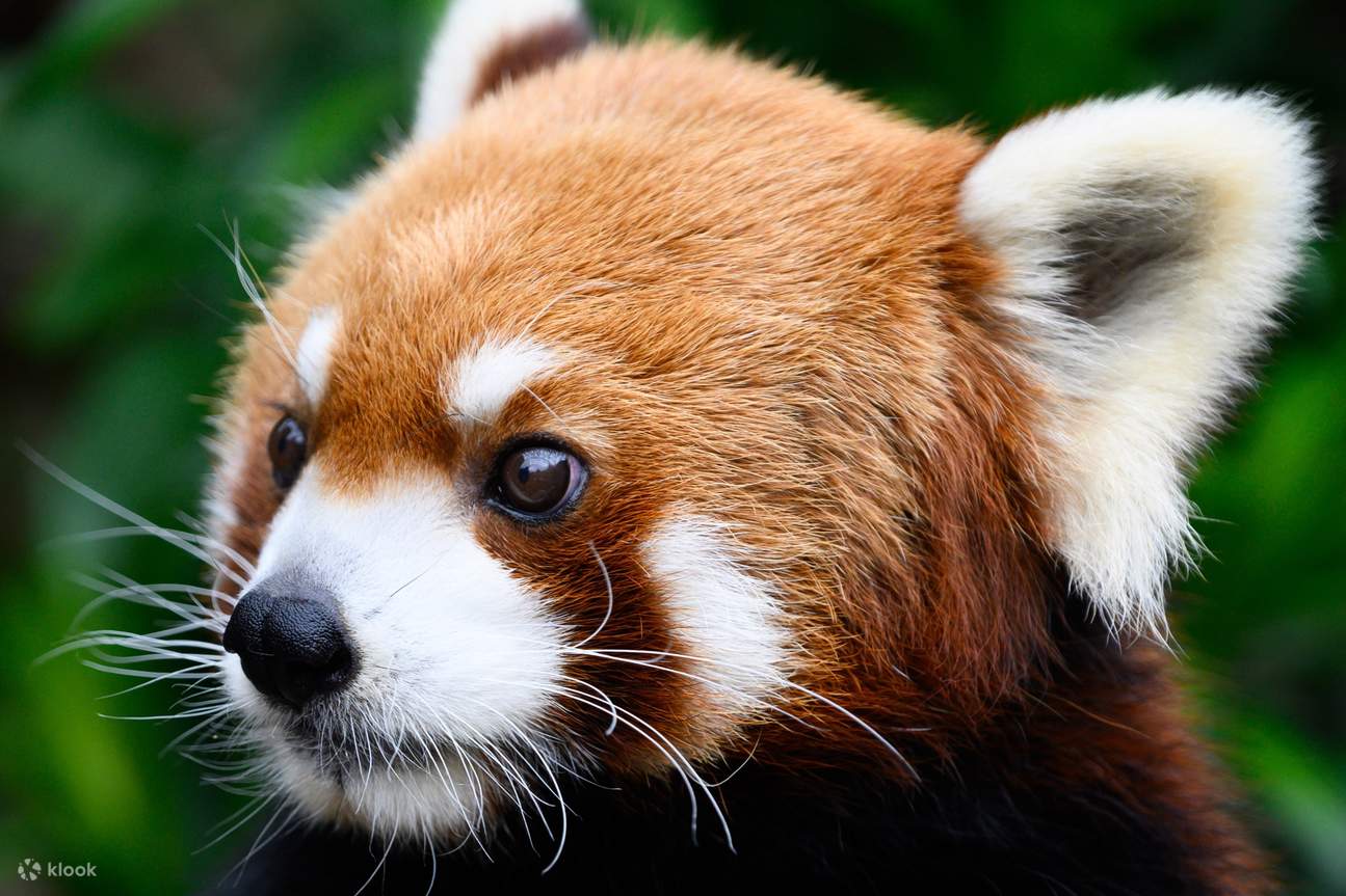 precious red panda