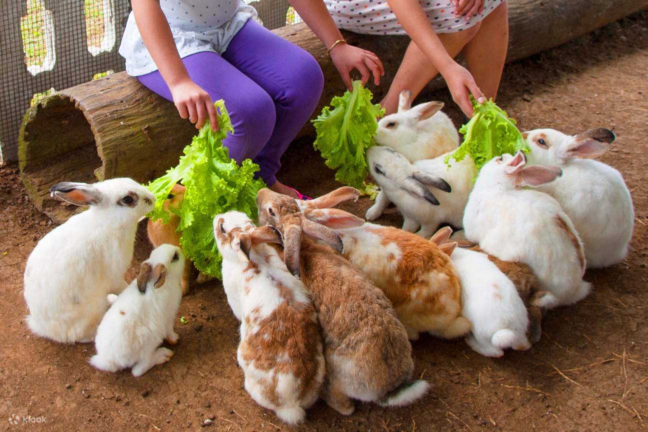 Различные сельскохозяйственные животные перед виллой отеля Kimberly's