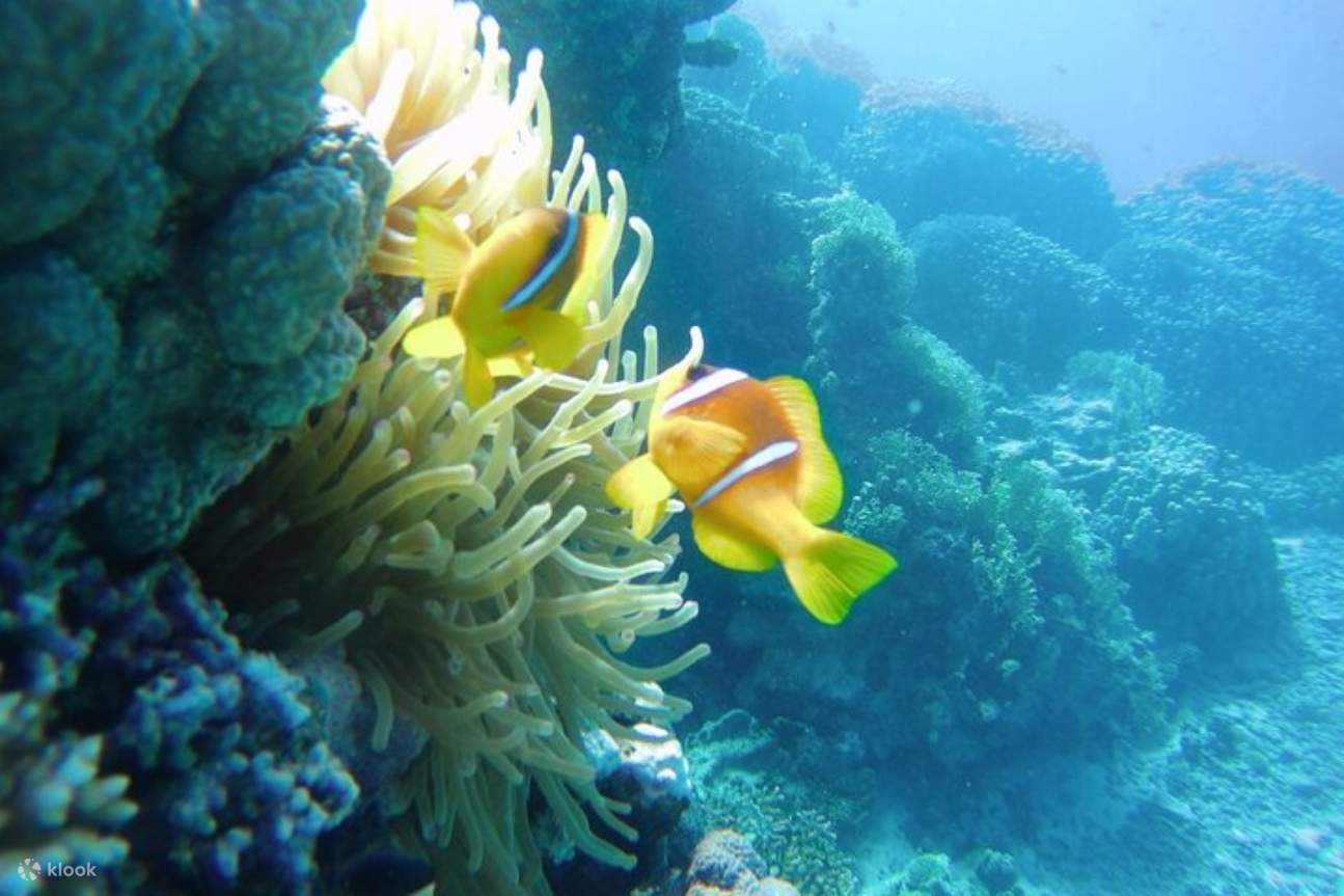 Excursión de esnórquel a las islas Hamata y Qulaan con almuerzo - Marsa Alam