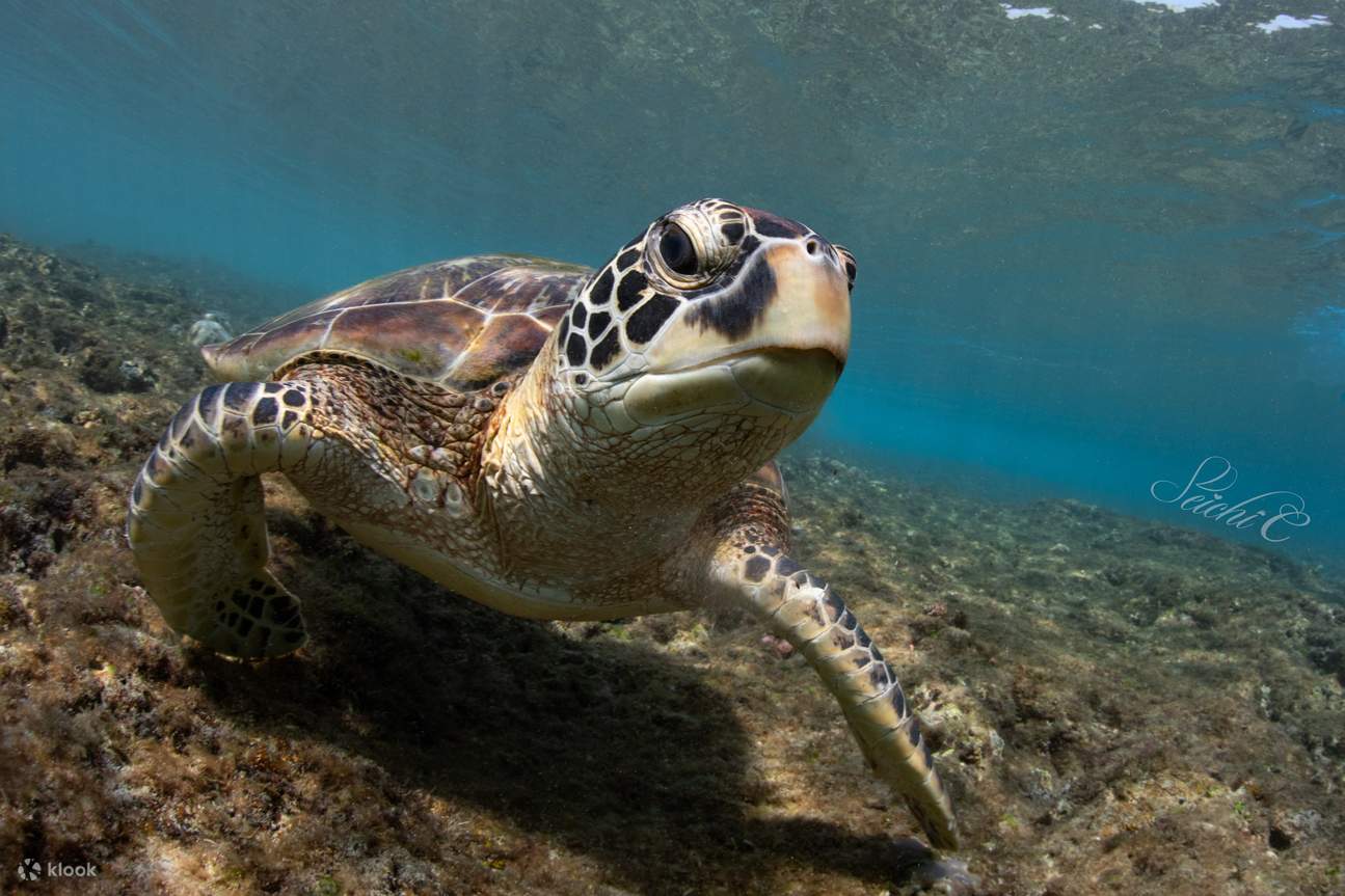 Vous pouvez observer les tortues de près.