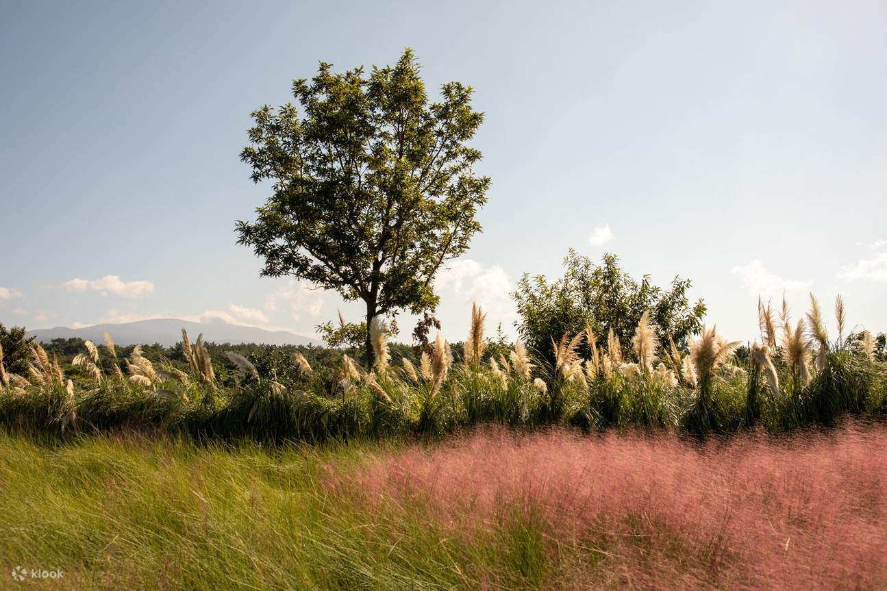 Billet d'entrée pour Camellia Hill à Jeju