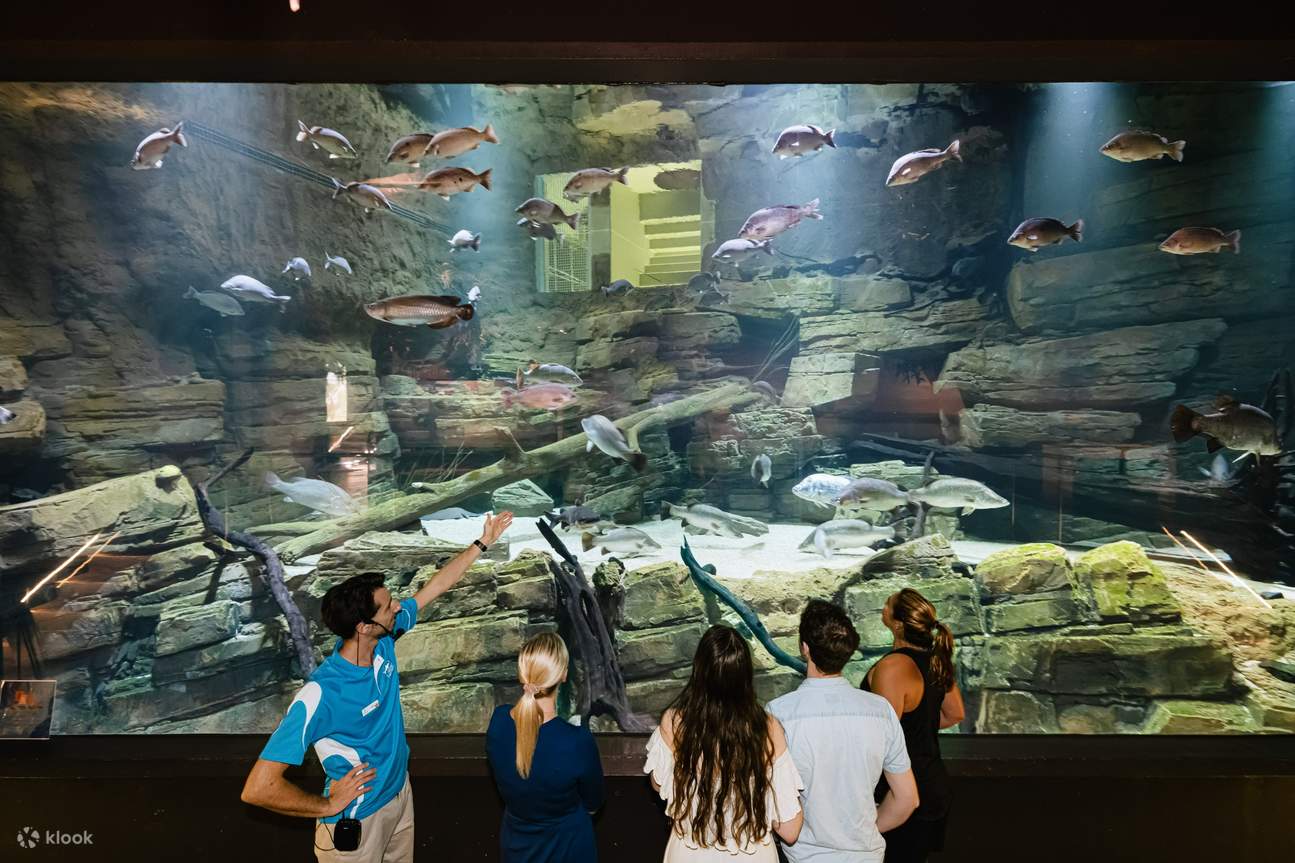 凱恩斯水族館 - 凱恩斯水族館魚類