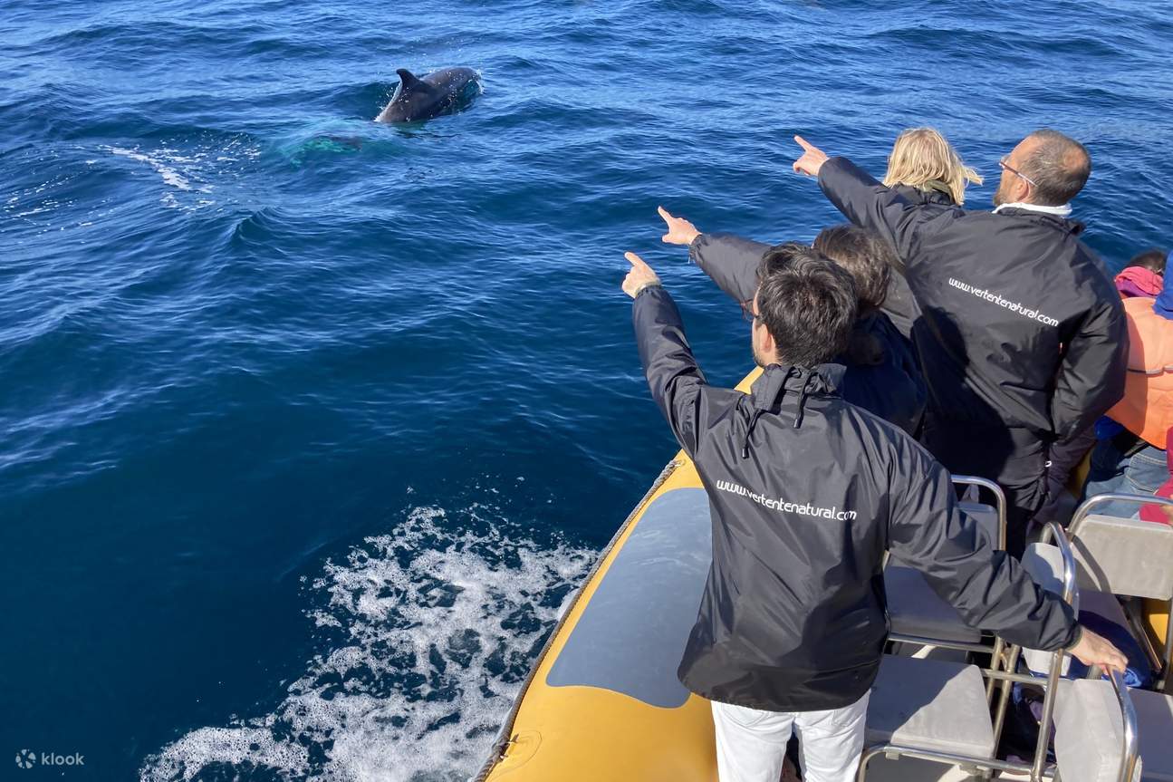 Delfinbeobachtung im Naturpark Arrábida