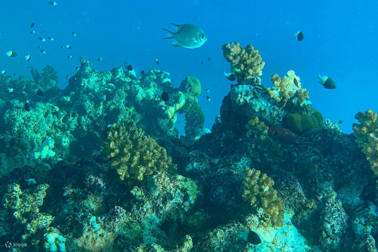 紅海ベイビーヨットツアー