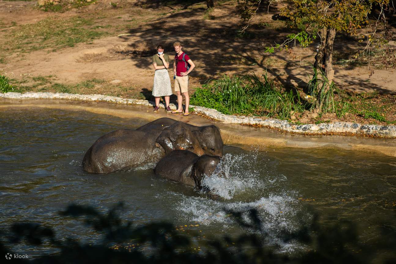 Observer le comportement des éléphants