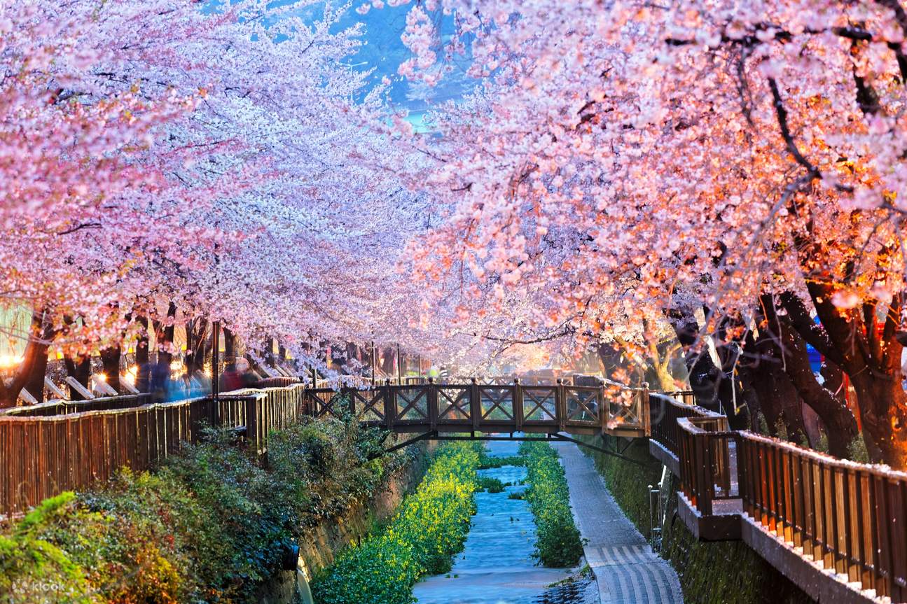 釜山和樱花