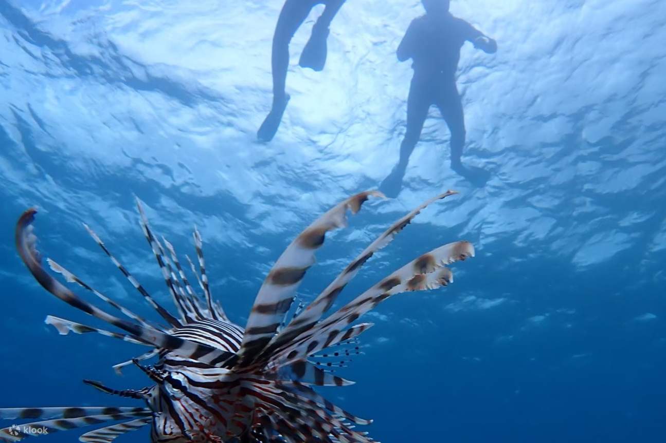 [Đảo Ishigaki/1 ngày] Trọn vẹn một ngày khám phá biển và sông! Chèo SUP/ca nô tại rừng ngập mặn (di sản thiên nhiên) & Lặn biển ngắm hang động Xanh