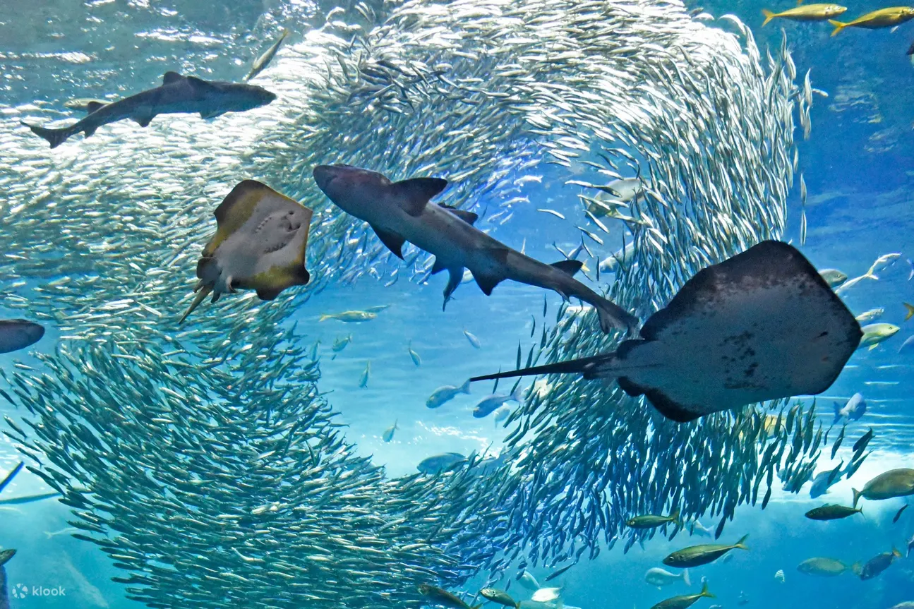 新江ノ島水族館 入館チケットの予約 神奈川 Klook