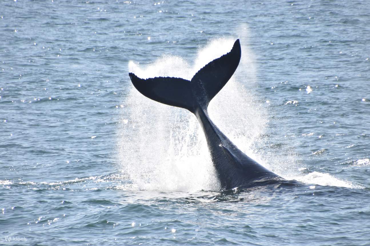 Pelayaran Klasik Mengamati Paus dan Lumba-Lumba di Reykjavík 
