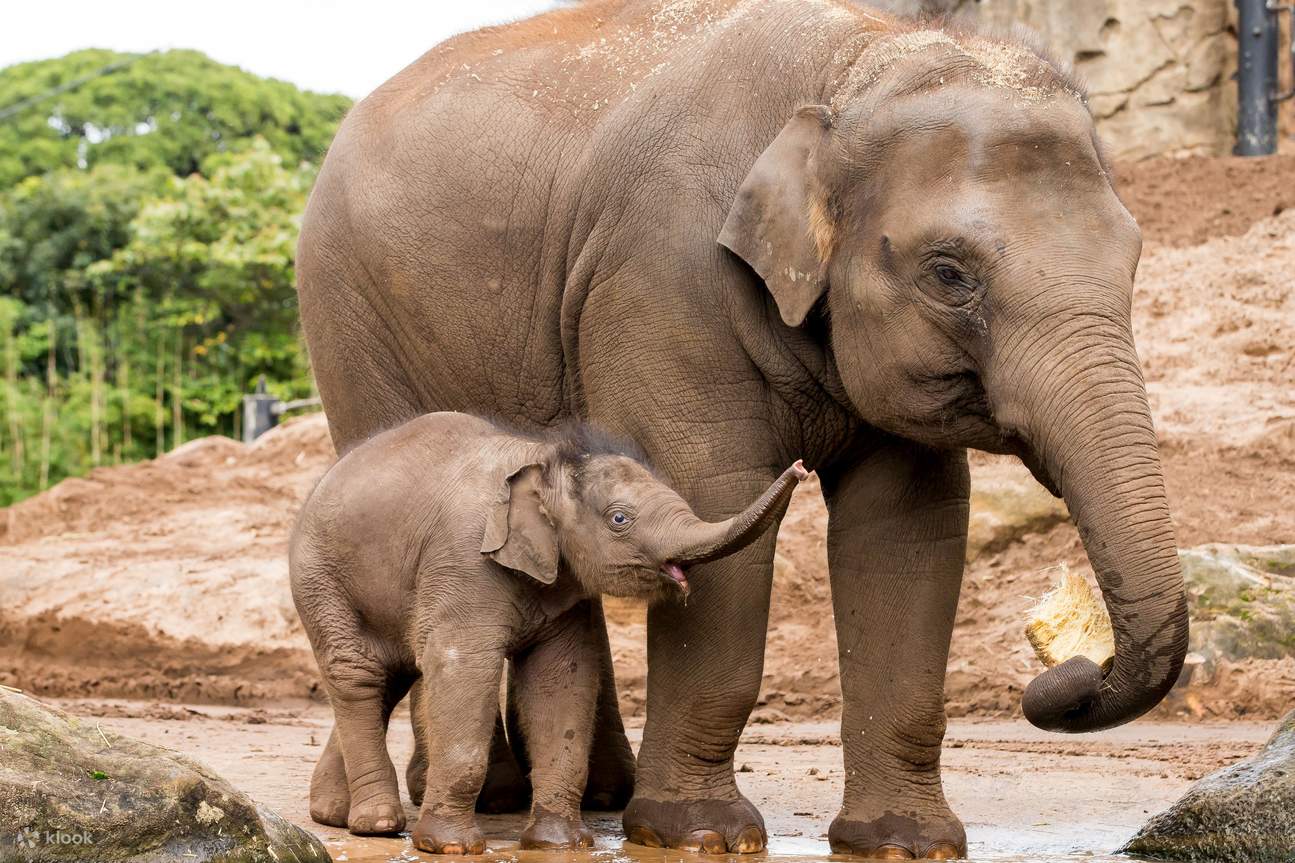 mamma e cucciolo di elefante