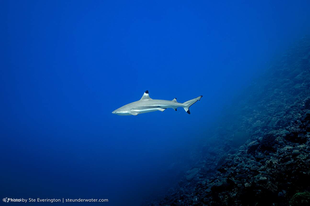 Lặn hai bình bao gồm đến 'The Supermarket'