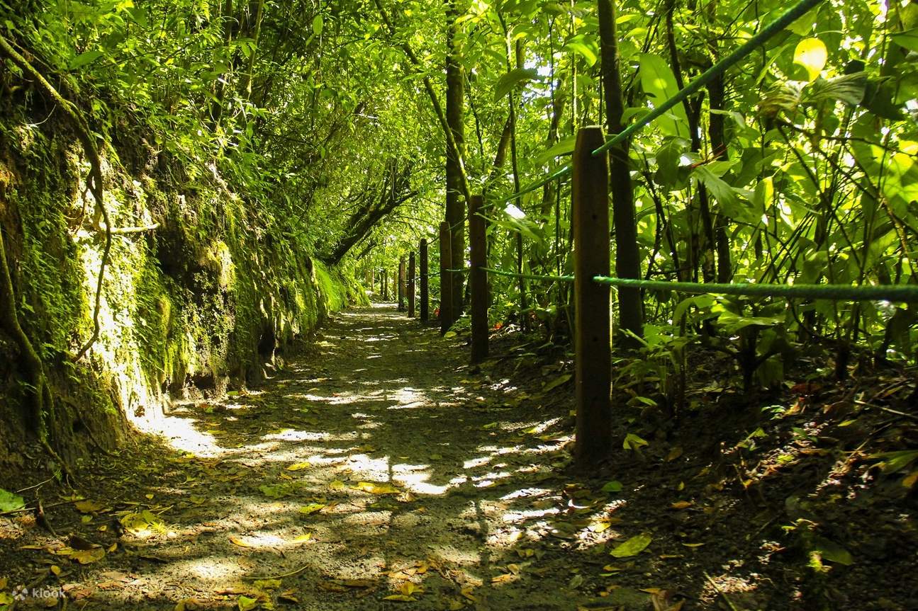 Arenal Volcano and Hot Springs Day Tour Join In Day Tour from