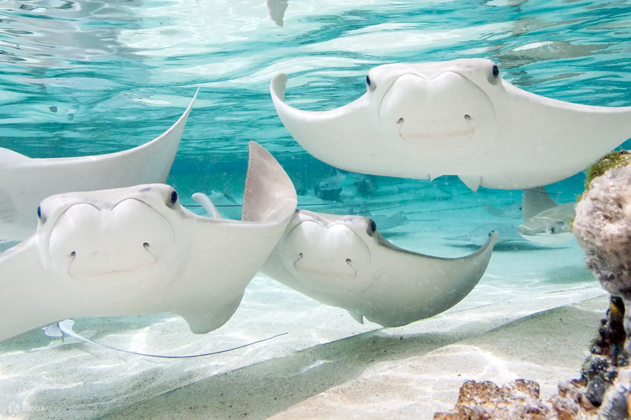 在谢德水族馆潜入水生生物和生机勃勃的生态系统