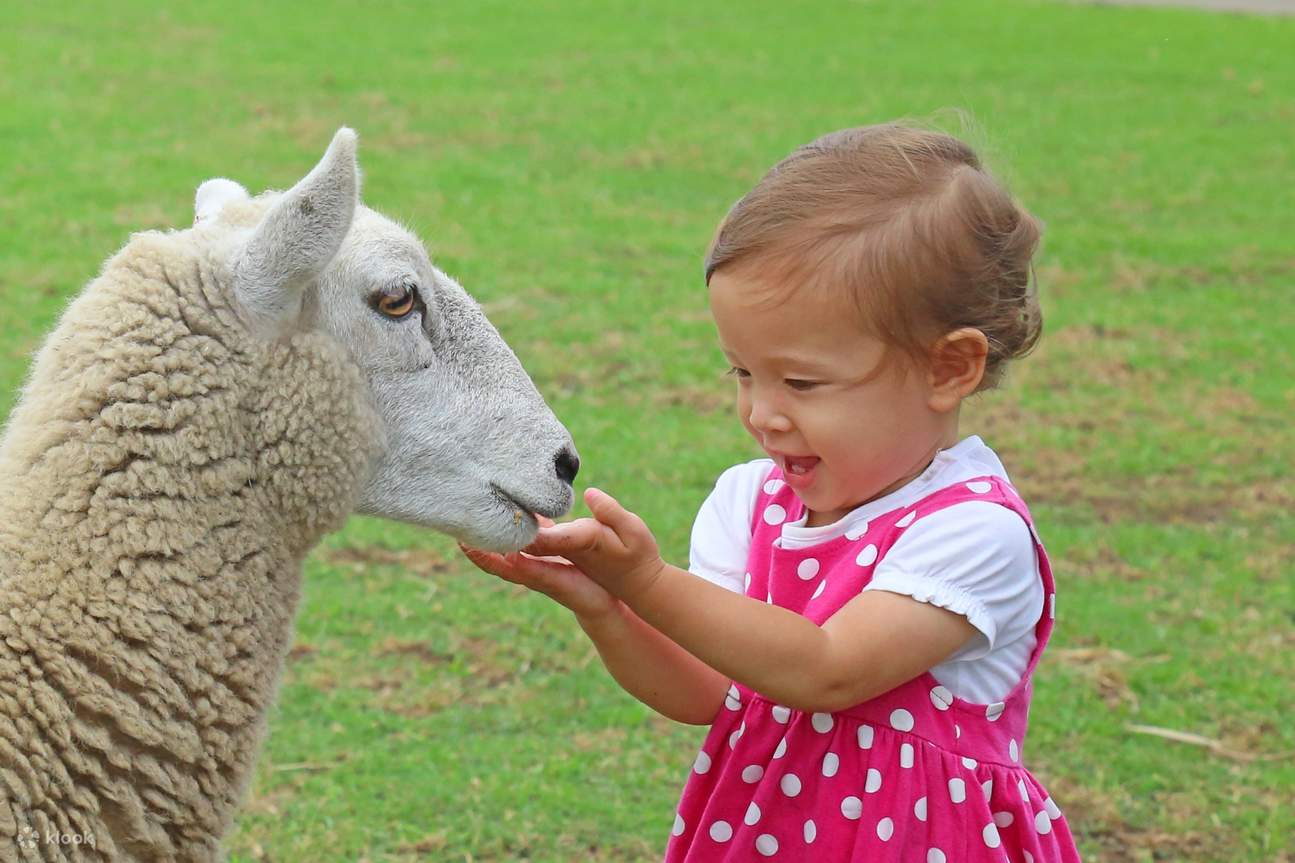 [클룩 단독] 도쿄 치바 마더 목장 티켓