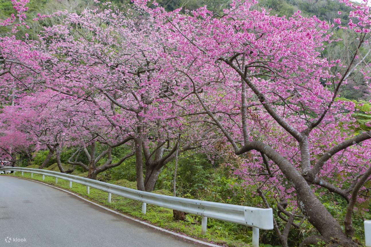Yaedake Sakuranomori Park Sakura Viewing Tour with Fruits Picking