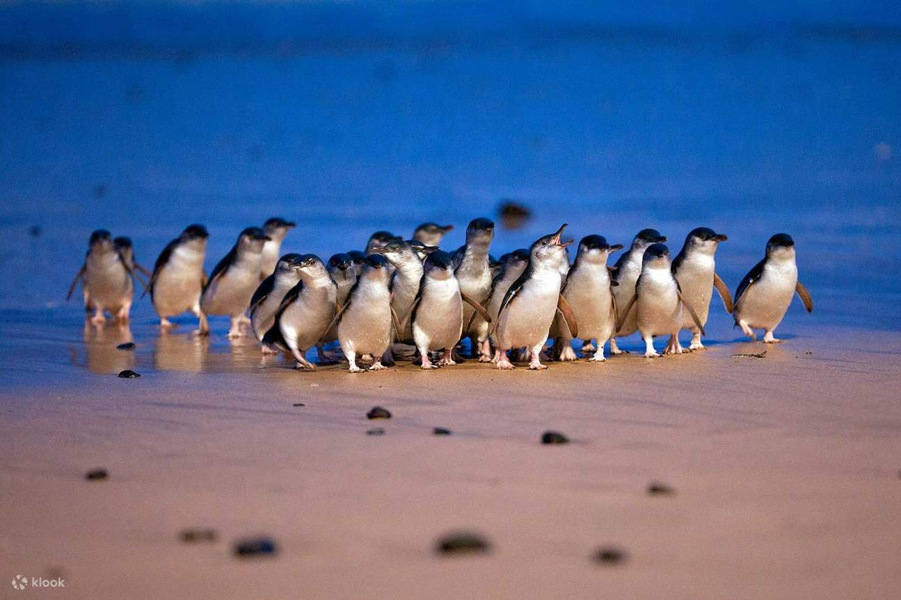 Tour Ngày Diễu Hành Chim Cánh Cụt Đảo Phillip từ Melbourne - Klook Việt Nam