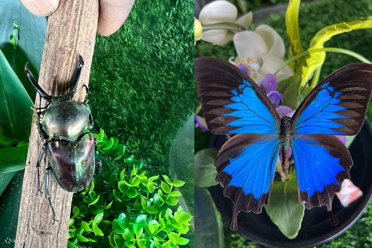 Butterfly Garden Insectarium Ticket In Kuala Selangor Klook butterfly-garden-insectarium-ticket-in-kuala-selangor-klook