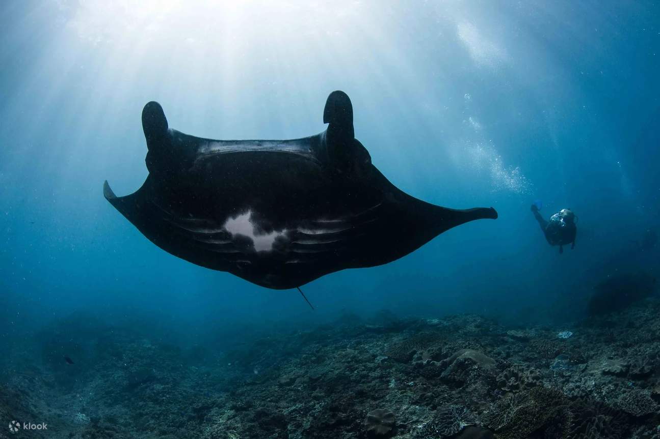Halten Sie die Essenz der Erkundung mit unserem 3 Dives Nusa Penida Ganztages-Tauchgang fest, bei dem jeder Tauchgang ein Kapitel in einem Wasserabenteuer ist.