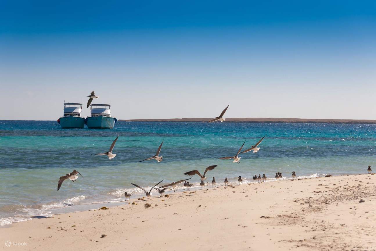 Petualangan Terpandu Setengah Hari ke Ras Mohamed dengan Bus - Sharm El Sheikh