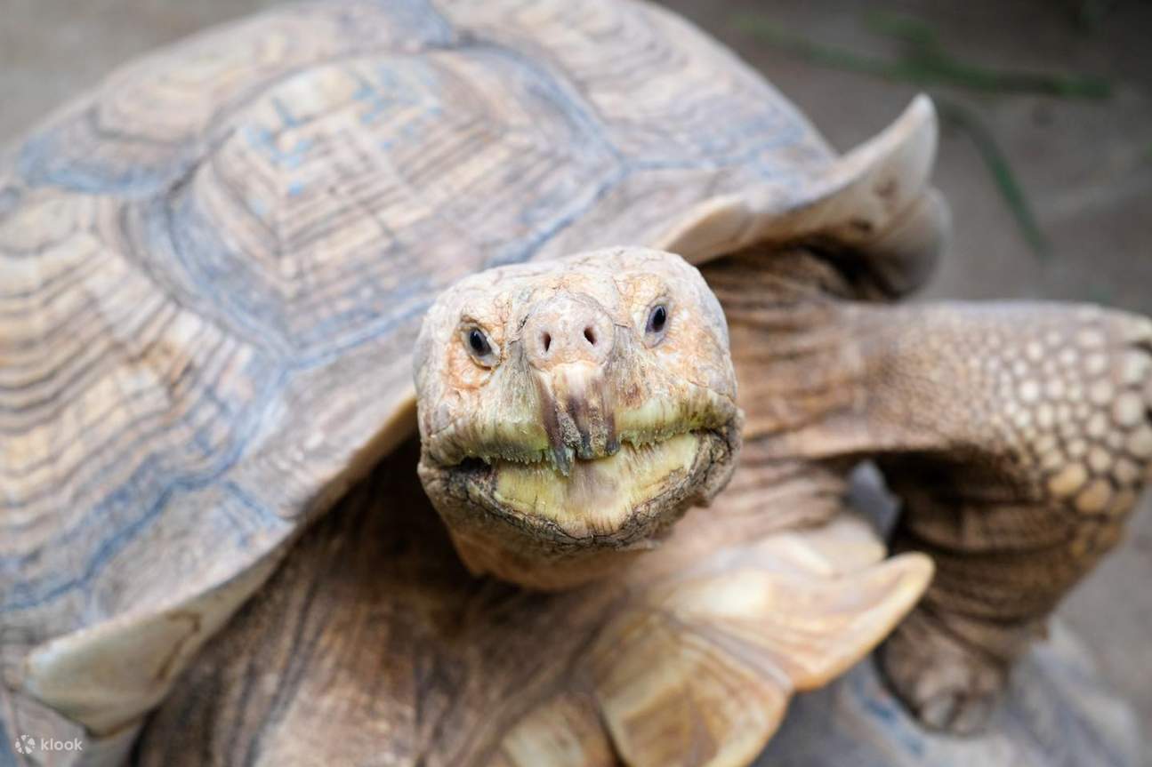 kura-kura di Monster Aquarium