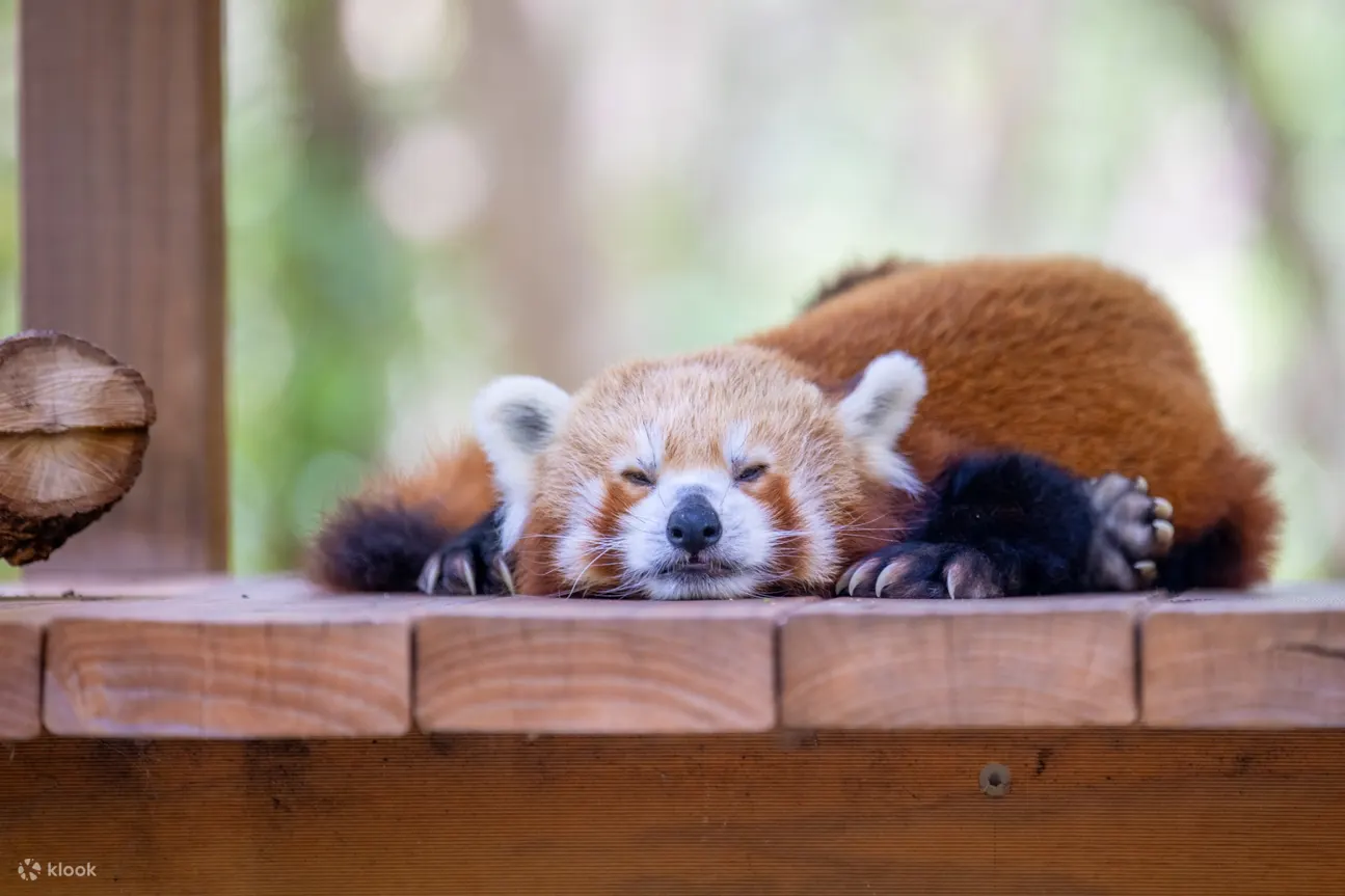 Currumbin Wildlife - Currumbin Wildlife Red Panda