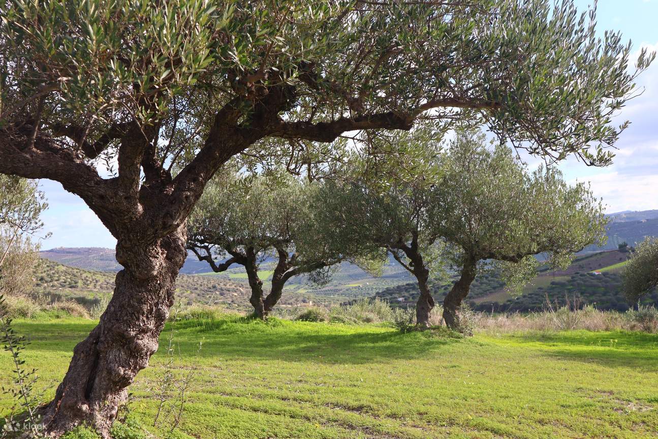 Discover The Essence Of Crete Heraklion Olive Farm Tour With Olive Oil 