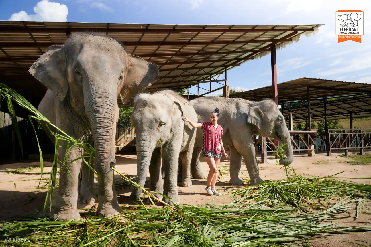 Observe elephant