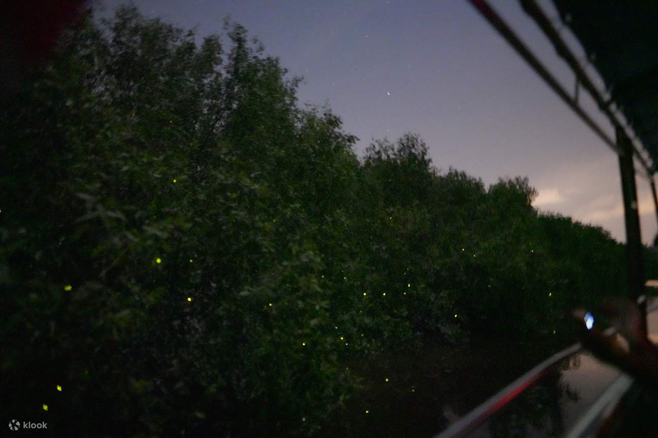 Đom đóm bao quanh một khúc gỗ vào ban đêm