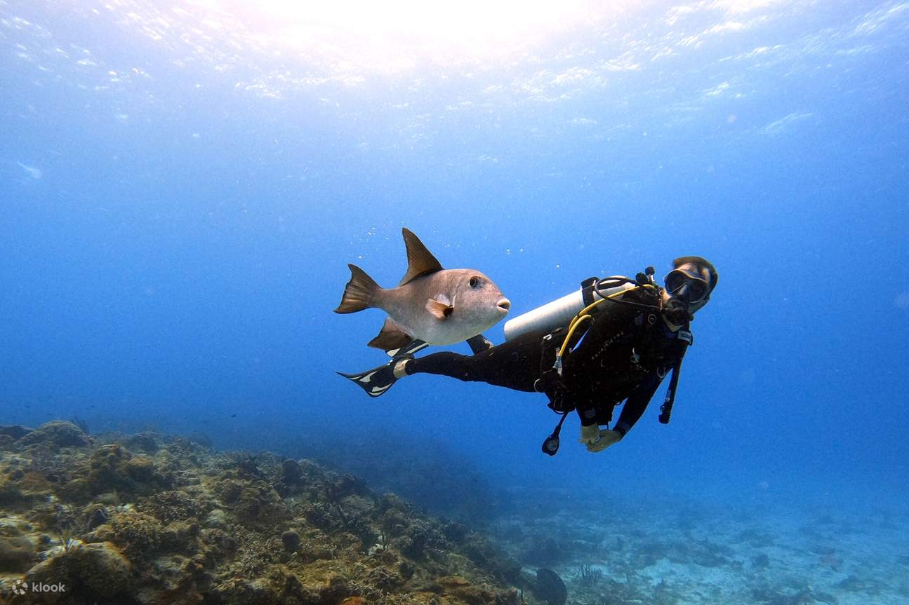 một người đàn ông lặn cạnh một con cá