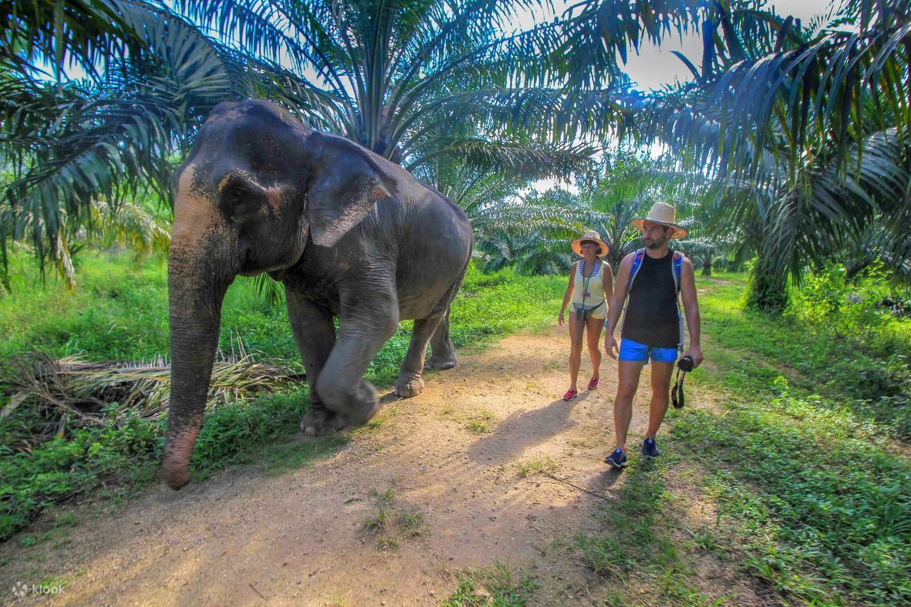 Elephant Care House dan Kuil Gua Harimau, Krabi