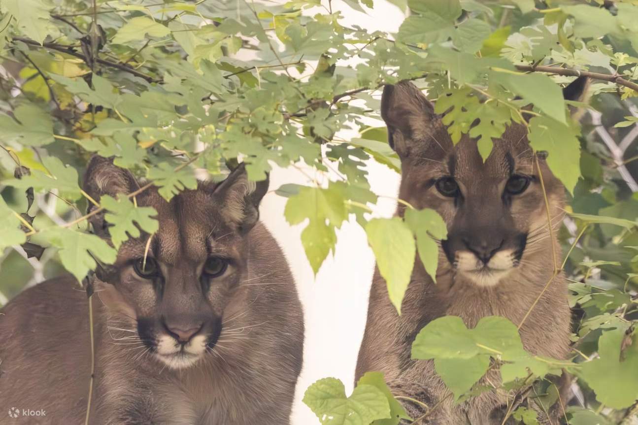 스톤햄 스톤 동물원 티켓