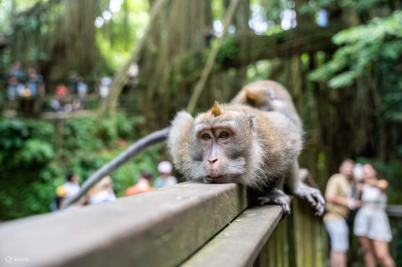 발리 프라이빗 차량투어 (무슬림 프렌들리 투어)