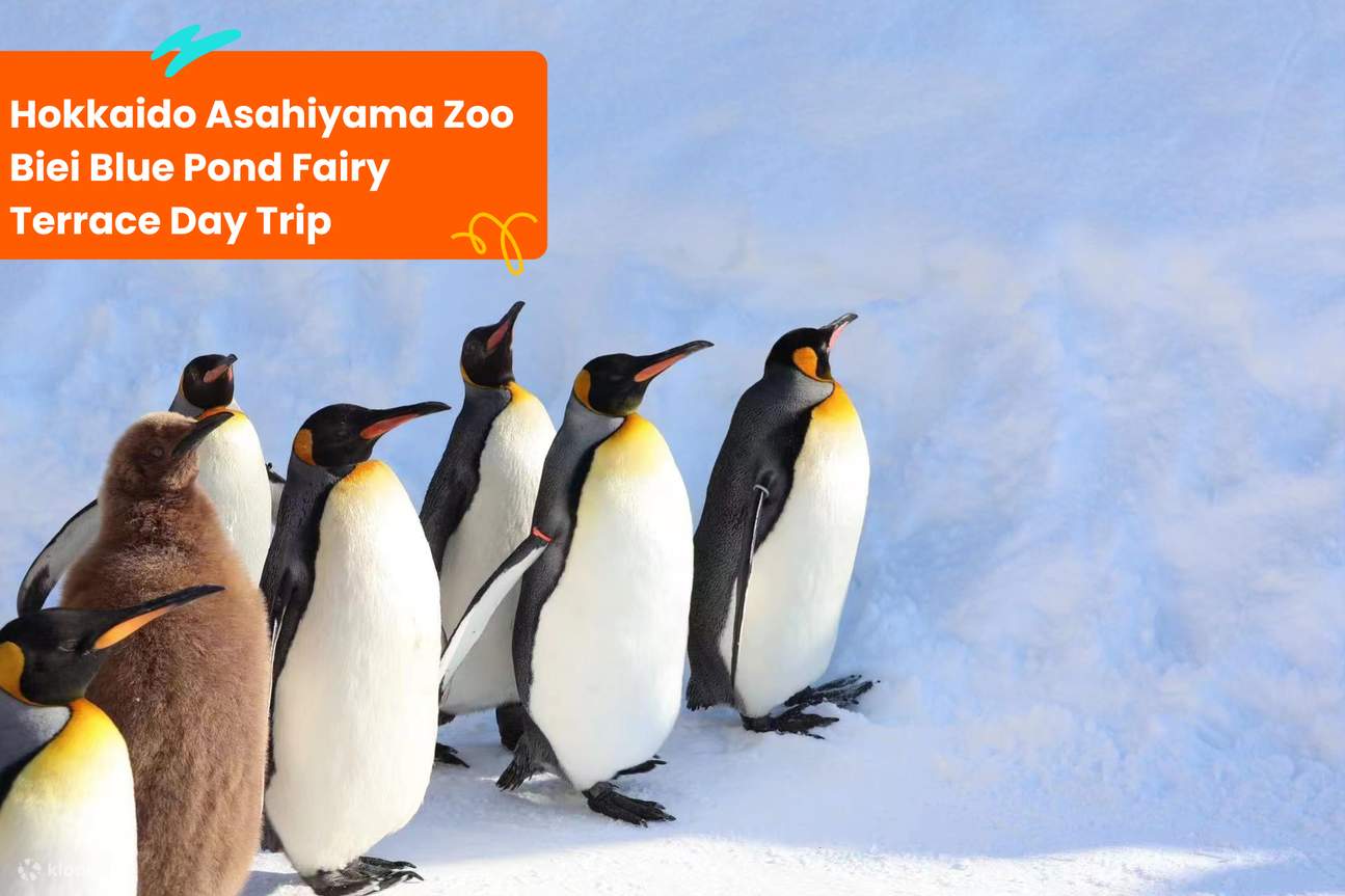 Hokkaido Asahiyama Zoo Biei Blue Pond Fairy Terrace Day Trip
