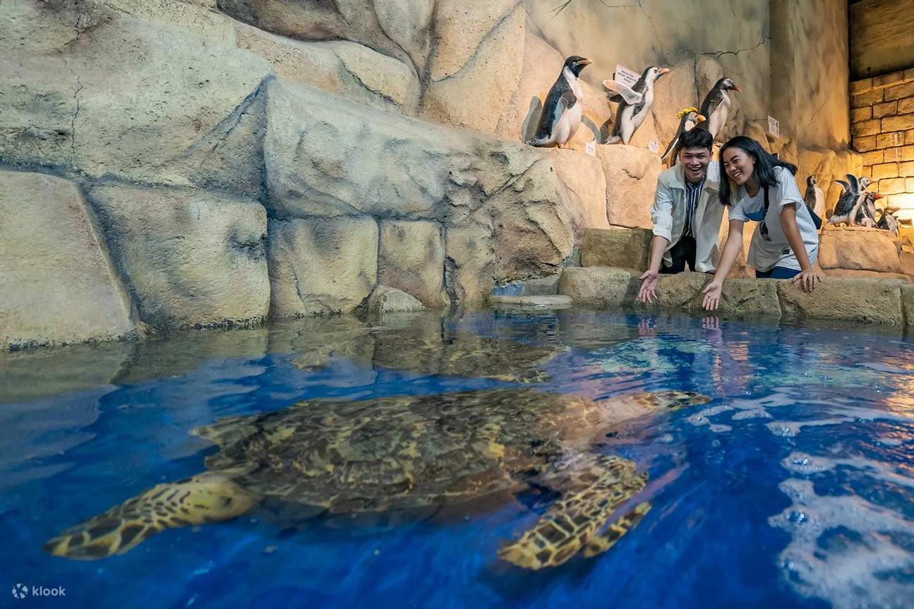 Up-Close Look at Sea Turtle and Penguins