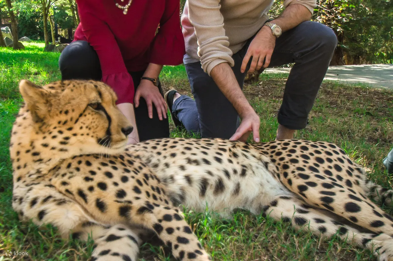 Meet A Cheetah in Canberra Admission - Klook Malaysia