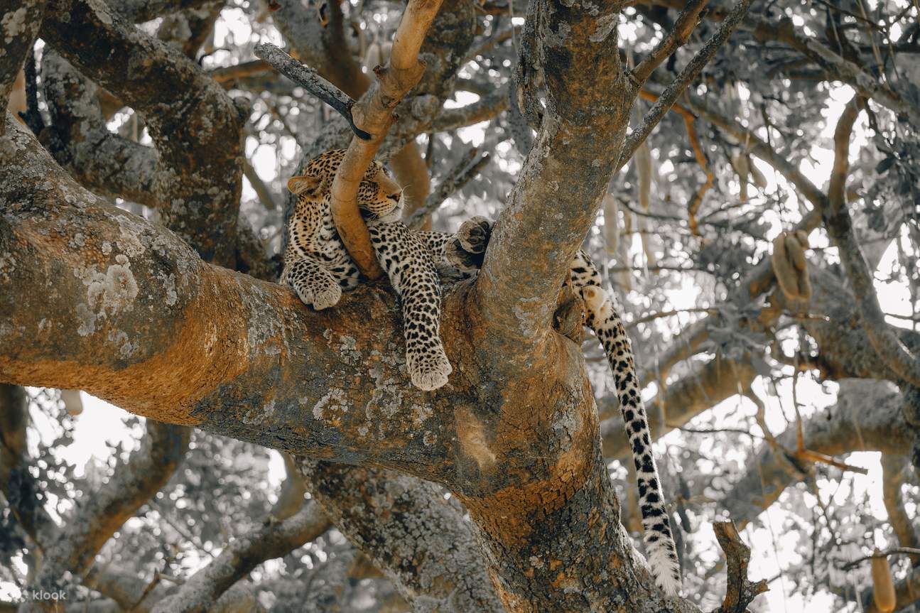 Experience the Wonders of Mikumi National Park on a Day Safari ...