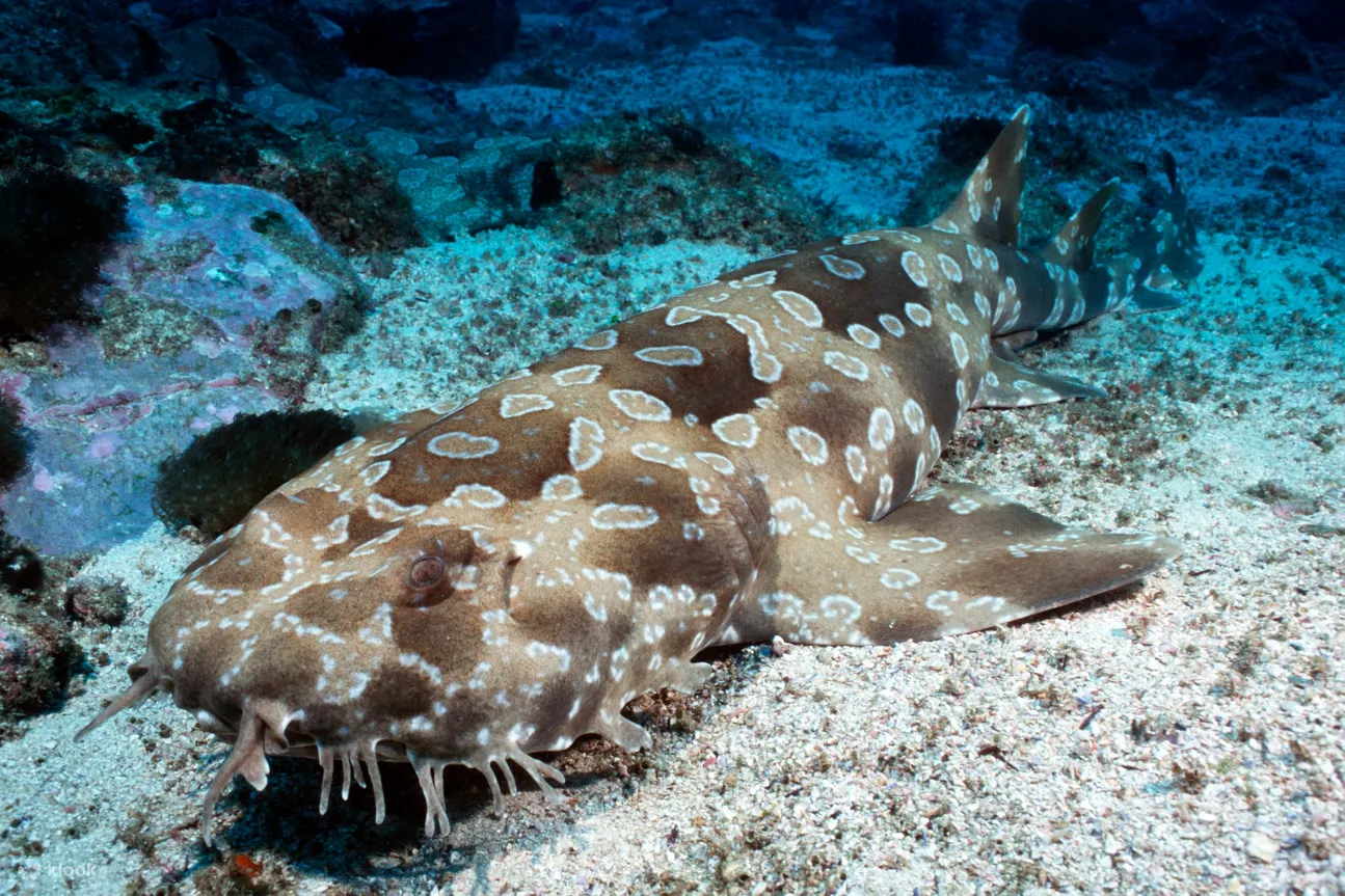 海洋生物水族馆