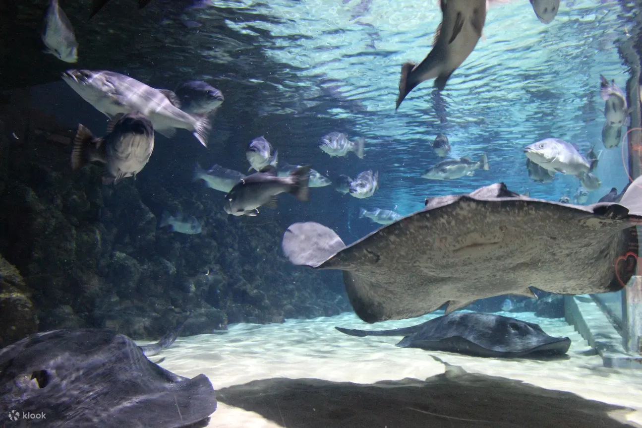 射线海洋生物凯利塔特隆的水族馆